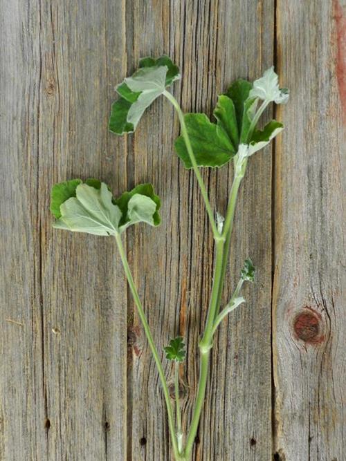 GREEN GERANIUMS